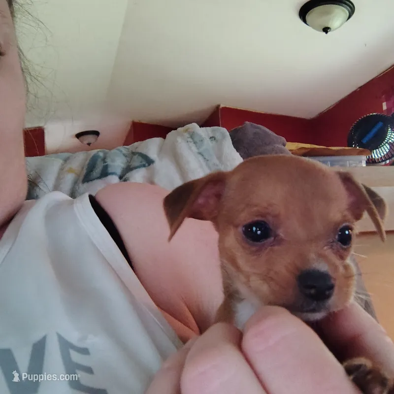 Rooster – Chihuahua puppy for sale in Spencer, IN