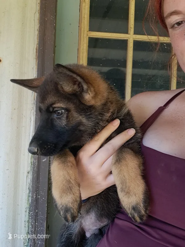 Zeus – German Shepherd Dog puppy for sale in Spencer, IN