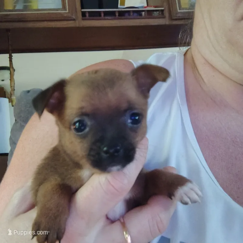 Lea – Chihuahua puppy for sale in Spencer, IN