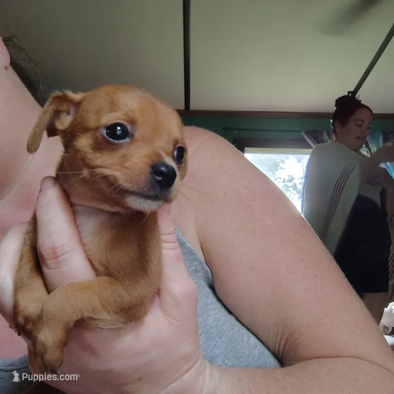 Rooster – Chihuahua puppy for sale in Spencer, IN