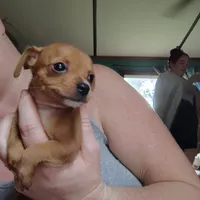 Rooster, a male Chihuahua for sale in Spencer, IN – 1 of 3