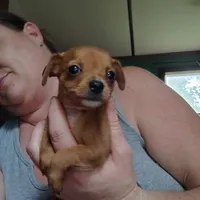 Rooster, a male Chihuahua for sale in Spencer, IN – 2 of 3