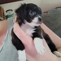 Oreo, a male Chihuahua for sale in Spencer, IN – 3 of 3