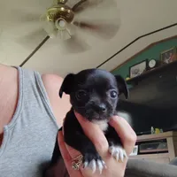 Gem, a female Chihuahua for sale in Spencer, IN – 1 of 2