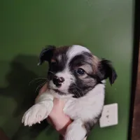 Oakley , a male Chihuahua for sale in Spencer, IN – Photo 2 of 3