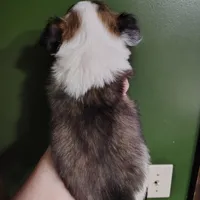 Oakley , a male Chihuahua for sale in Spencer, IN – Photo 3 of 3