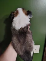 Oakley , a male Chihuahua for sale in Spencer, IN – Photo 3 of 3