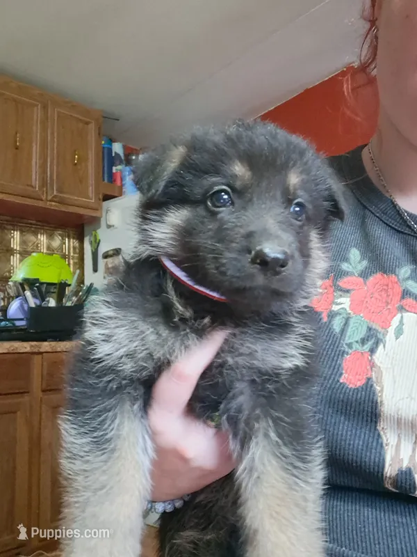 Max – German Shepherd Dog puppy for sale in Spencer, IN