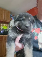 Max, a male German Shepherd Dog for sale in Spencer, IN – 1 of 1