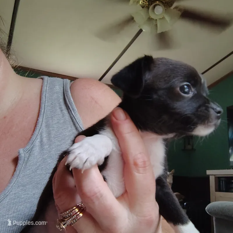Suki – Chihuahua puppy for sale in Spencer, IN