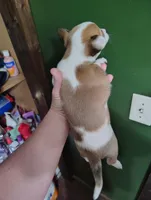 Daisy , a female Chihuahua for sale in Spencer, IN – Photo 3 of 3