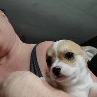 Daisy , a female Chihuahua for sale in Spencer, IN – Photo 1 of 3