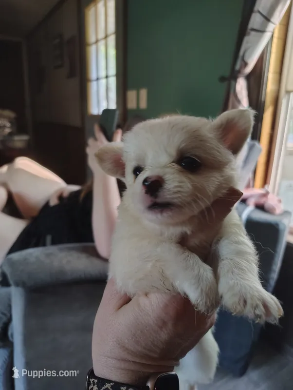 Frost – Chihuahua puppy for sale in Spencer, IN