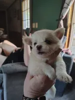 Frost, a male Chihuahua for sale in Spencer, IN – 1 of 1