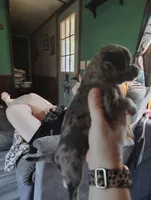 Specks , a female Chihuahua for sale in Spencer, IN – 2 of 3
