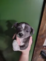 Axel , a male Chihuahua for sale in Spencer, IN – Photo 3 of 5