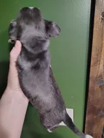 Axel , a male Chihuahua for sale in Spencer, IN – Photo 5 of 5