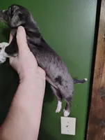 Axel , a male Chihuahua for sale in Spencer, IN – Photo 4 of 5