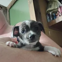 Axel , a male Chihuahua for sale in Spencer, IN – Photo 2 of 5