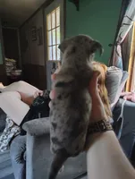 Specks , a female Chihuahua for sale in Spencer, IN – 3 of 3