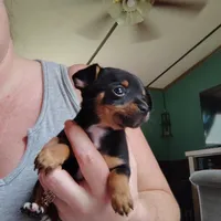 Maple, a female Chihuahua for sale in Spencer, IN – 2 of 2