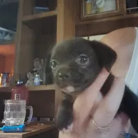 Narwal, a male Chihuahua for sale in Spencer, IN – 2 of 2
