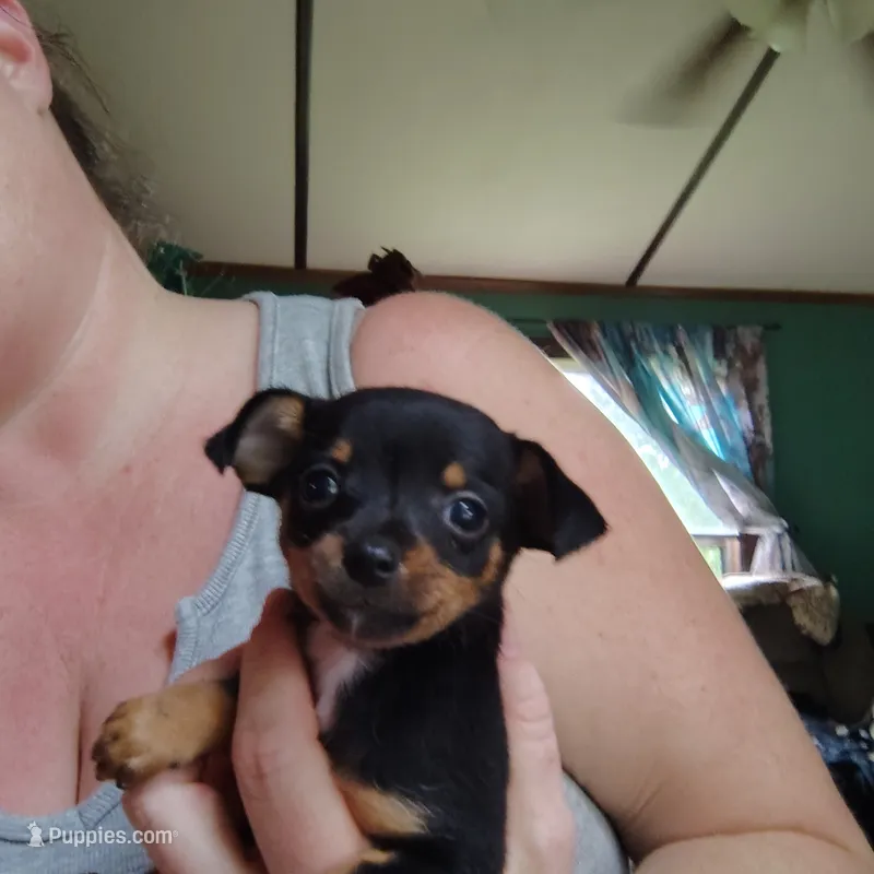 Maple – Chihuahua puppy for sale in Spencer, IN