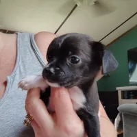 Suki, a female Chihuahua for sale in Spencer, IN – 2 of 2