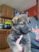 Zeus, a male German Shepherd Dog for sale in Spencer, IN – 1 of 1