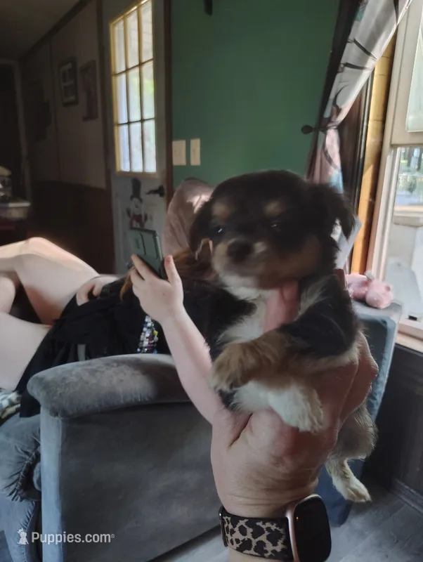 Faith – Chihuahua puppy for sale in Spencer, IN