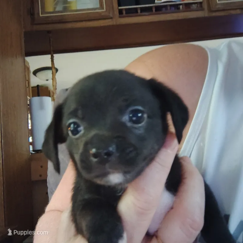 Narwal – Chihuahua puppy for sale in Spencer, IN