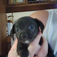 Narwal, a male Chihuahua for sale in Spencer, IN – 1 of 2