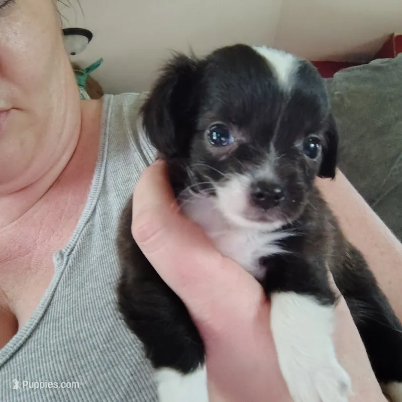 Oreo – Chihuahua puppy for sale in Spencer, IN