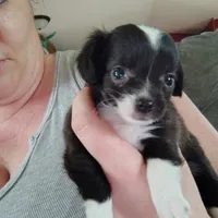 Oreo, a male Chihuahua for sale in Spencer, IN – 1 of 3