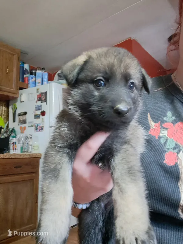 Java – German Shepherd Dog puppy for sale in Spencer, IN