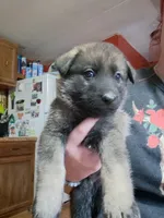 Java, a female German Shepherd Dog for sale in Spencer, IN – 1 of 1