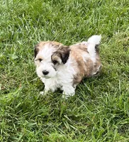 Leo, a male Havapoo for sale in Honey Brook, PA – 2 of 6