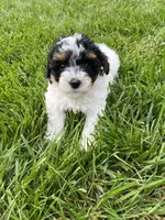 Buddy, a male Havapoo for sale in Honey Brook, PA – 4 of 6