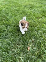 Racer, a male Havapoo for sale in Honey Brook, PA – 4 of 7
