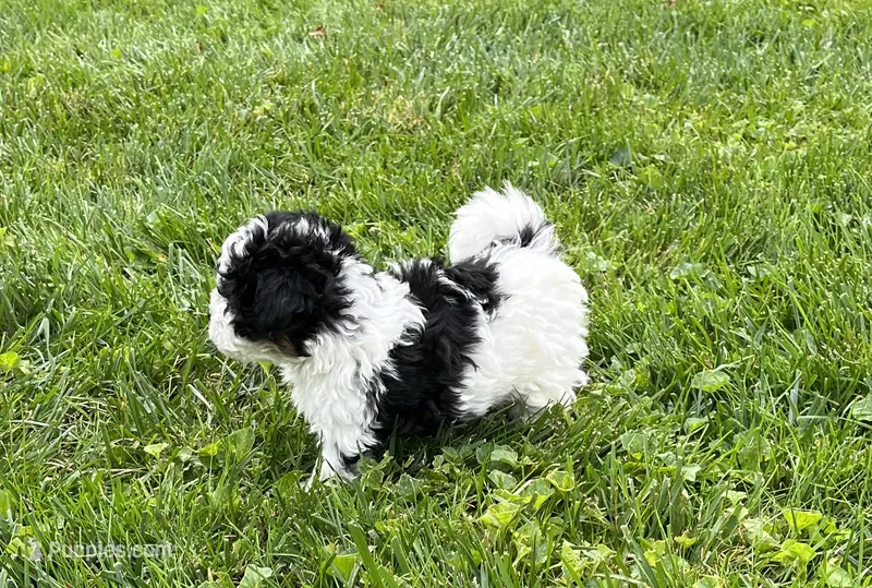 Duke – Havapoo puppy for sale in Honey Brook, PA