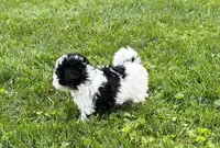 Duke, a male Havapoo for sale in Honey Brook, PA – 1 of 6