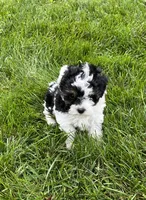 Duke, a male Havapoo for sale in Honey Brook, PA – 3 of 6