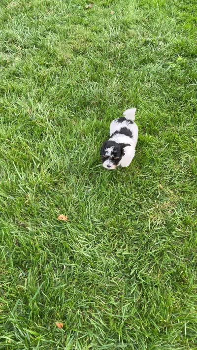 Buddy, a male Havapoo for sale in Honey Brook, PA – 6 of 6
