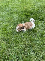 Racer, a male Havapoo for sale in Honey Brook, PA – 5 of 7