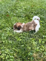 Racer, a male Havapoo for sale in Honey Brook, PA – 2 of 7