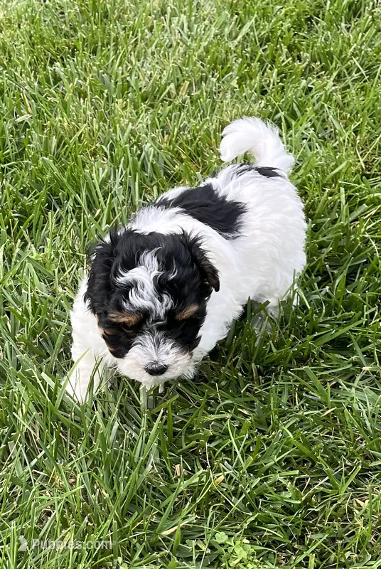 Buddy – Havapoo puppy for sale in Honey Brook, PA