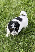 Buddy, a male Havapoo for sale in Honey Brook, PA – 1 of 6