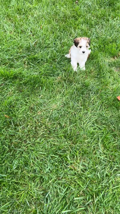 Leo, a male Havapoo for sale in Honey Brook, PA – 6 of 6