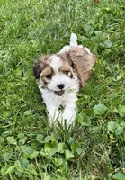 Racer, a male Havapoo for sale in Honey Brook, PA – 1 of 7