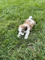 Leo, a male Havapoo for sale in Honey Brook, PA – 4 of 6